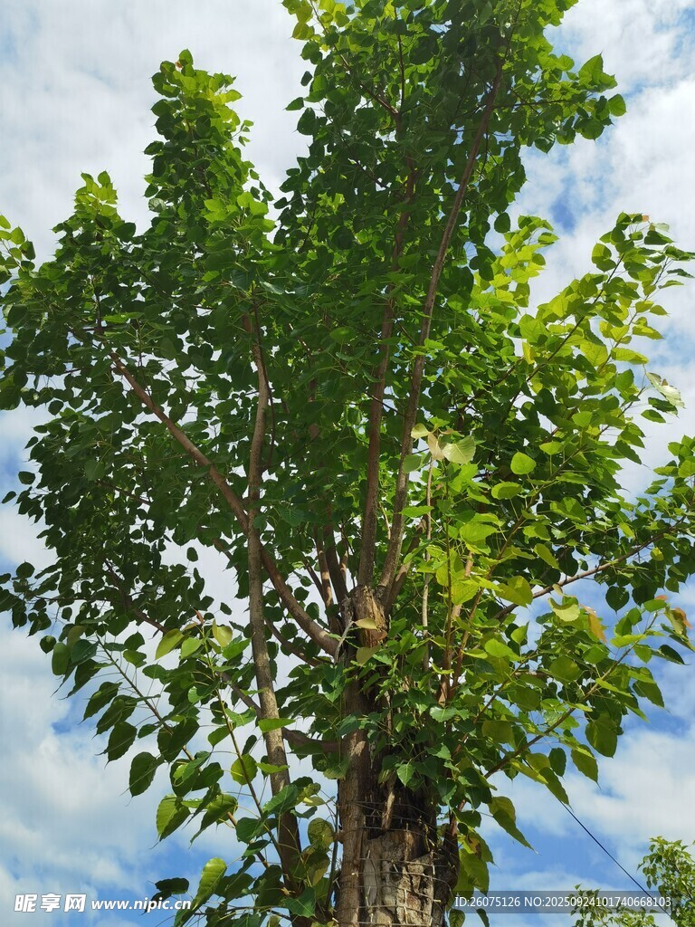挺拔绿树映蓝天