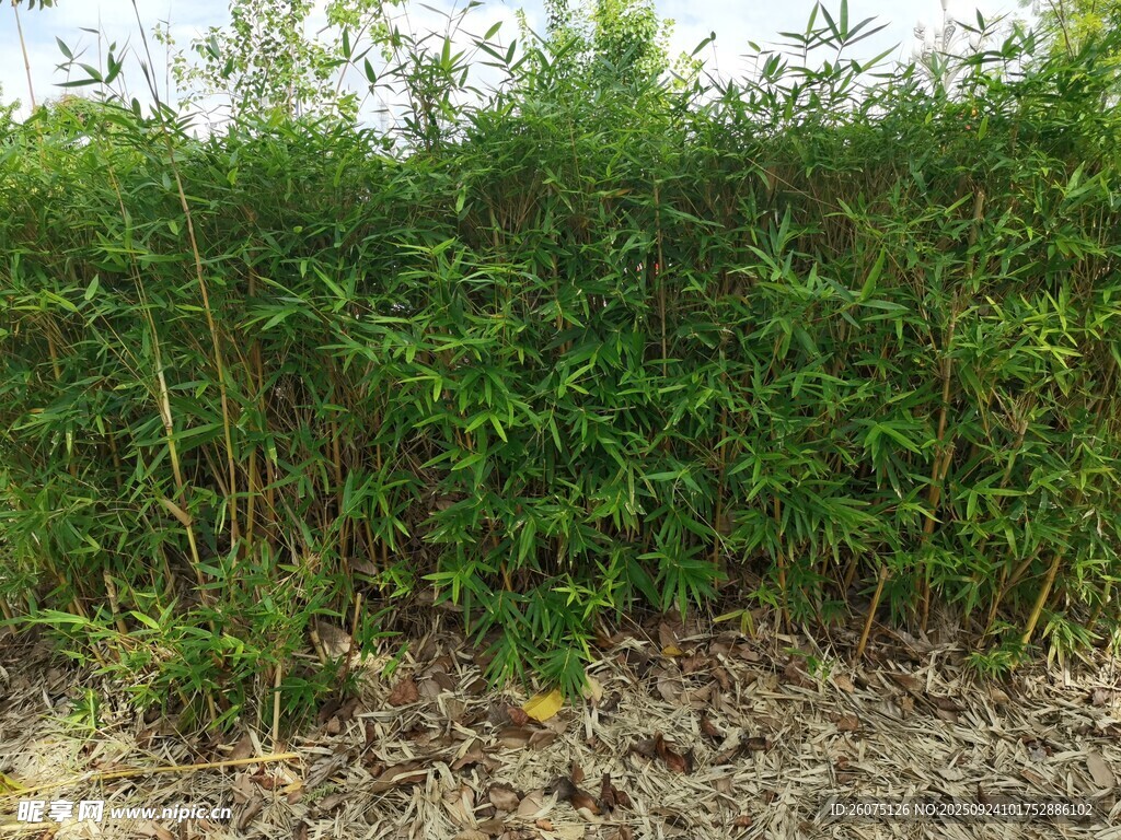 茂密绿植构成的自然屏障