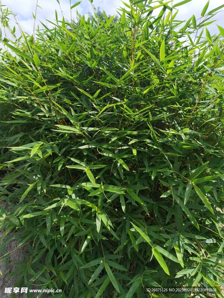 翠绿繁茂的竹林景观