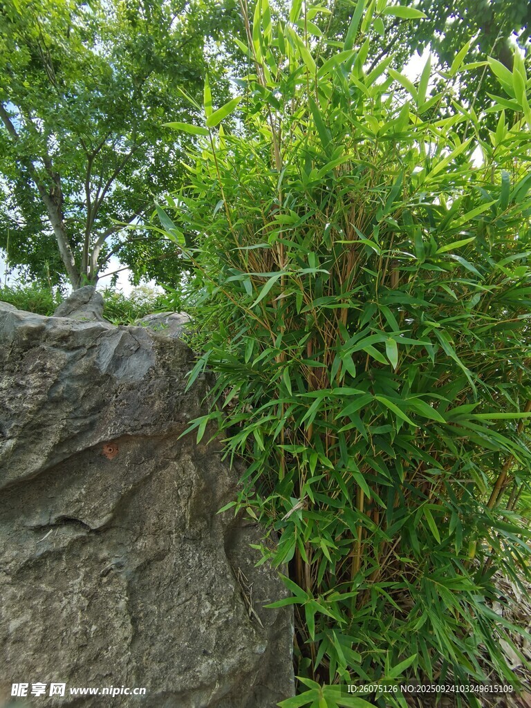 岩石旁的翠绿植物