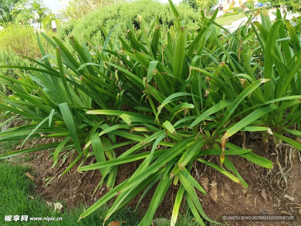 葱郁绿植景观