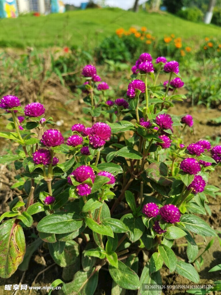 艳丽紫花绽放于绿地间