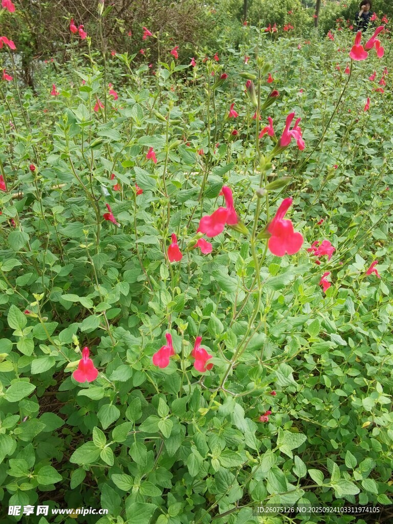 盛开的红色花朵与绿叶