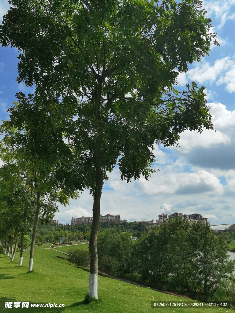 绿树成荫的清新户外景致