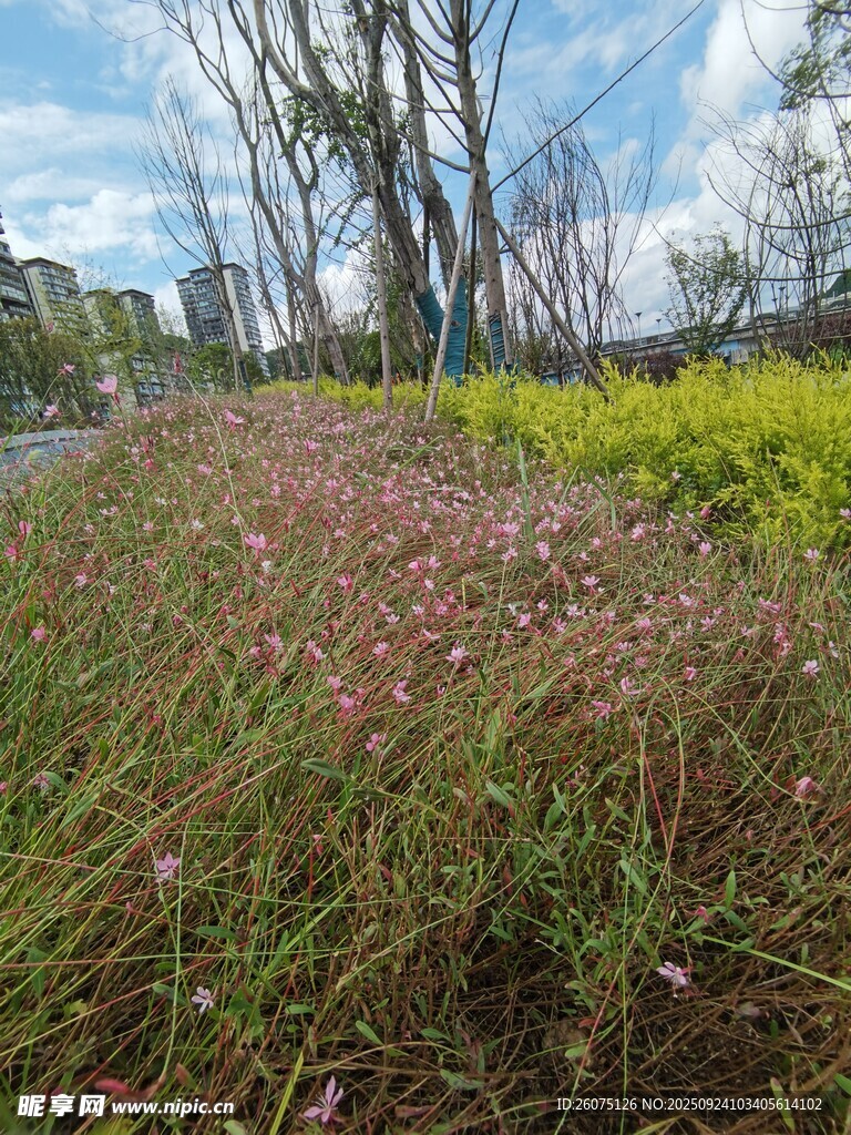 城市中多彩繁茂的花草景观