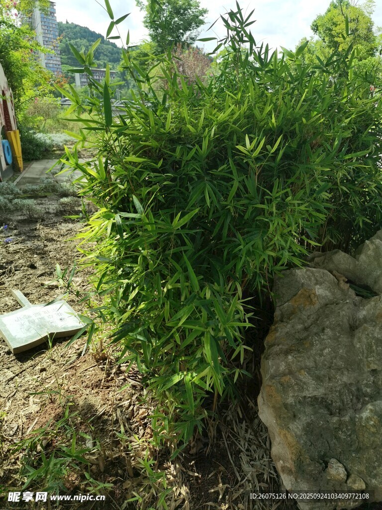 绿意盎然的灌木与石块景观