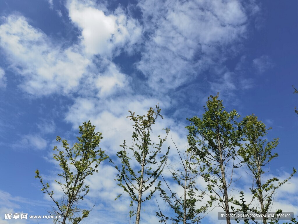 蓝天绿树风景
