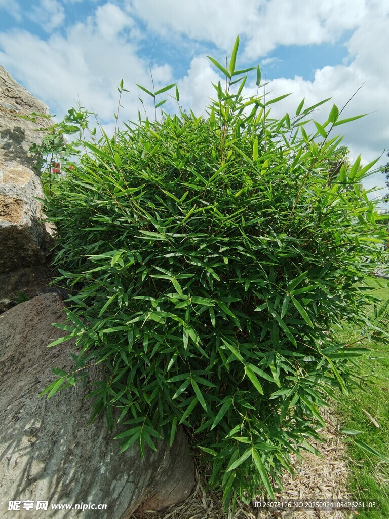 岩石旁的葱郁绿植