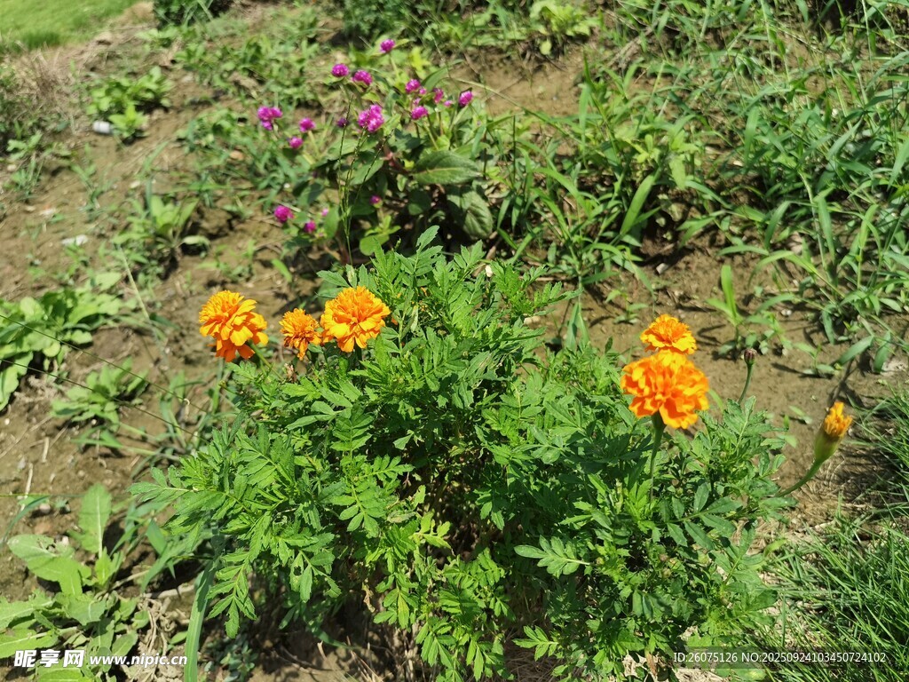 花园中绽放的橙色花朵