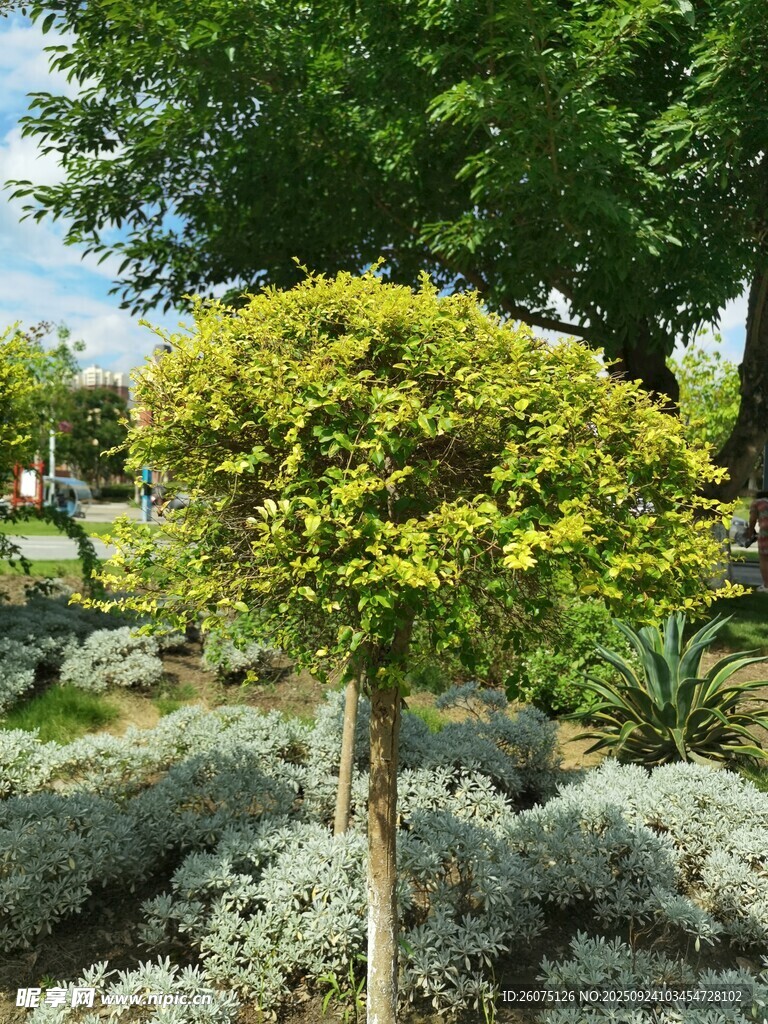 精致造型绿植点缀花园
