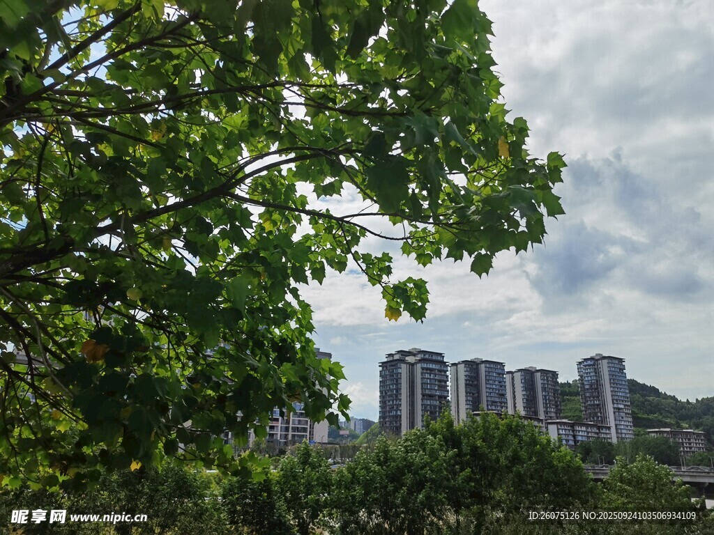绿树掩映下的城市建筑群