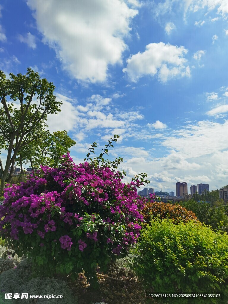繁花绿树间的蓝天美景