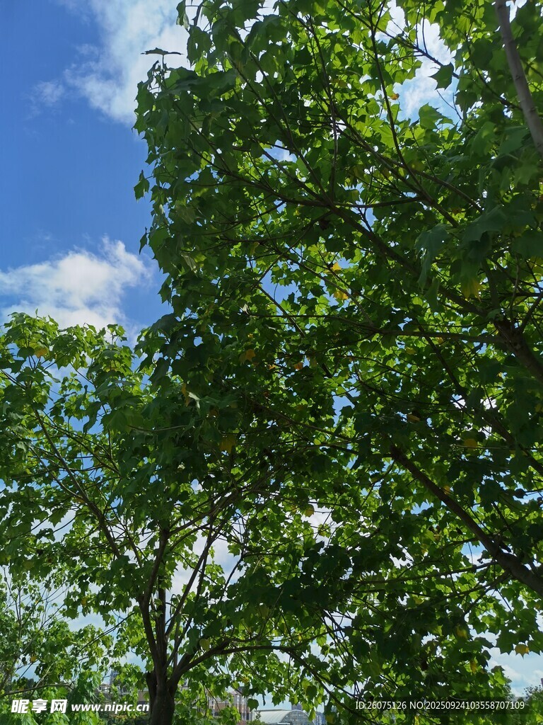 蓝天绿树间的清新景致