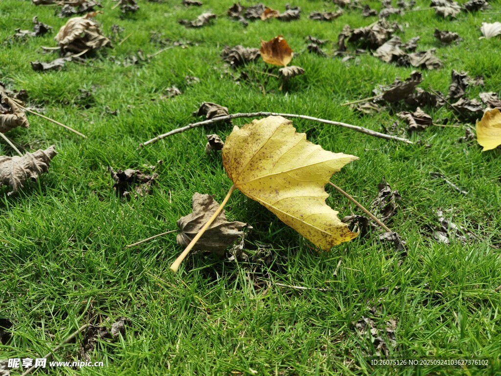 草地上的一片枯黄落叶