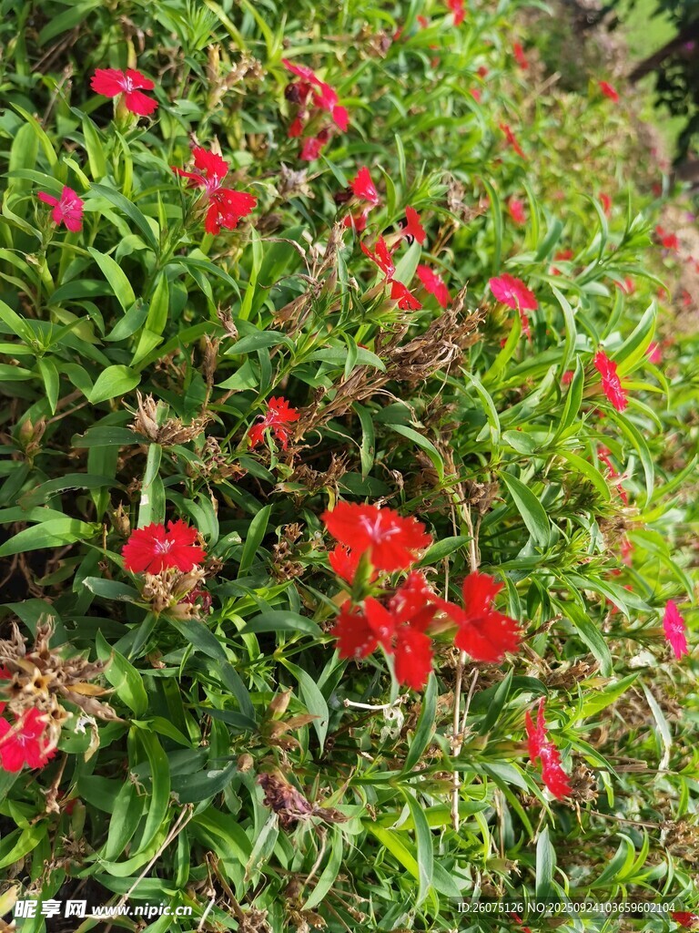 鲜艳红花朵朵绽放
