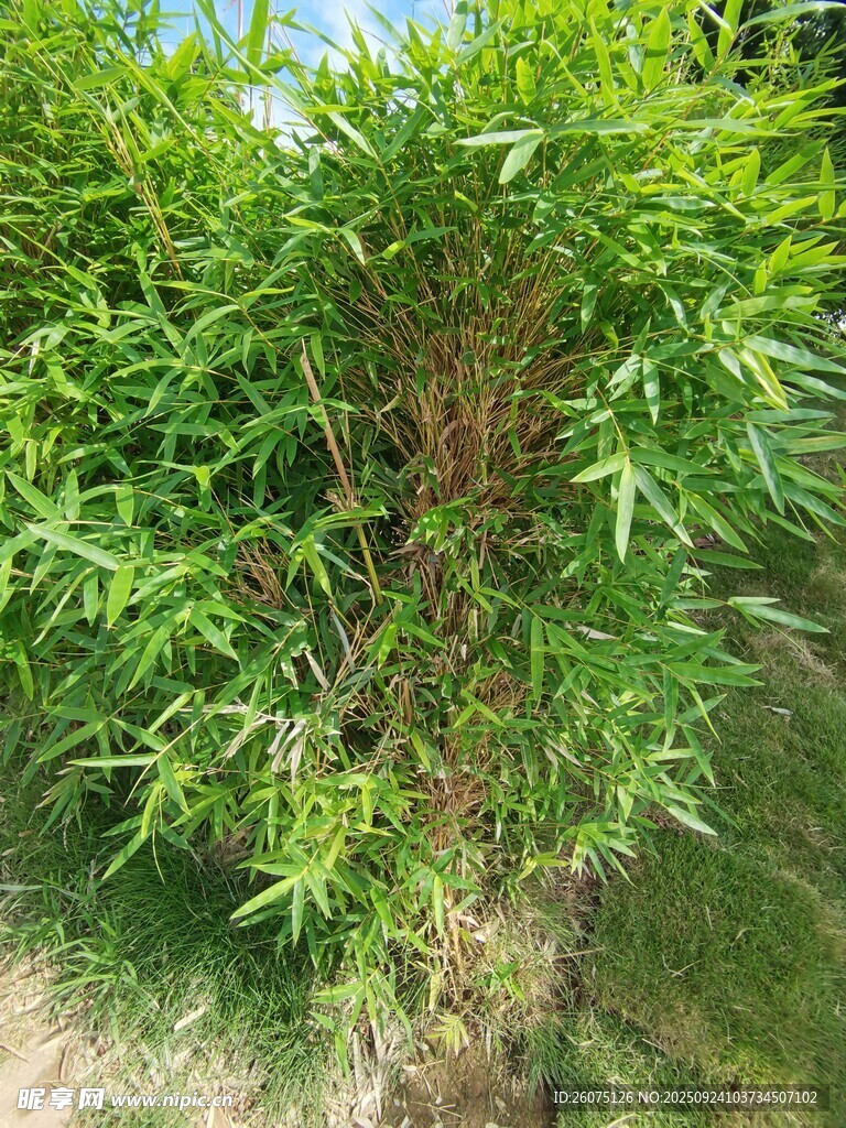 翠绿繁茂的竹林景观