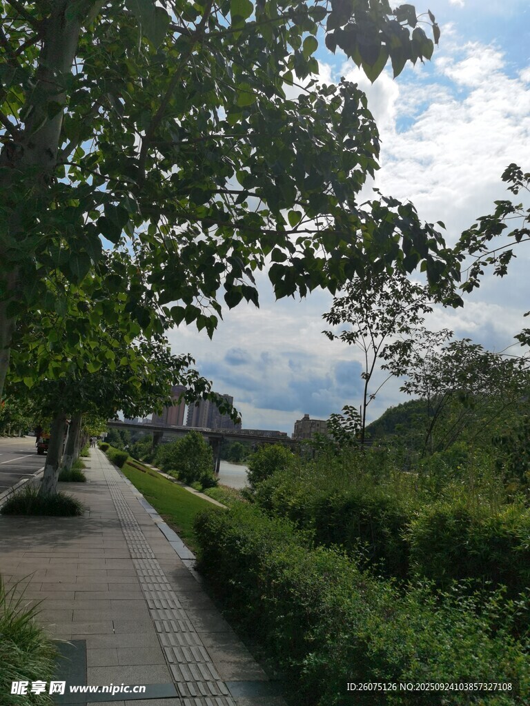 林荫小道旁的绿意景致