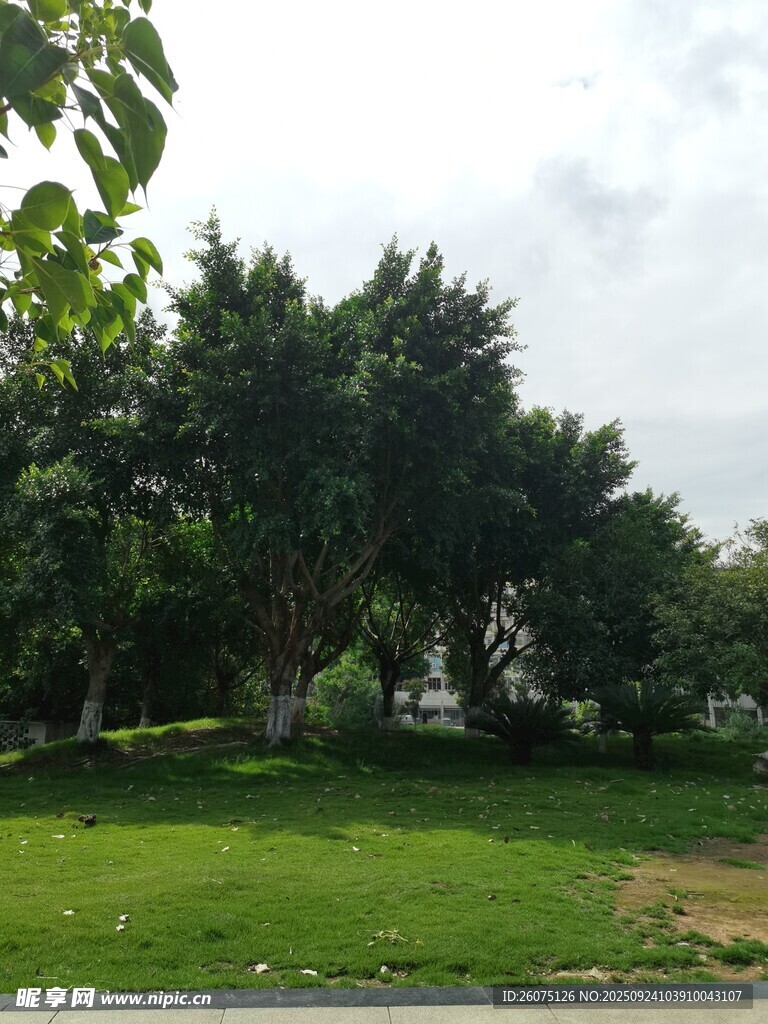 绿意盎然的户外草坪风景