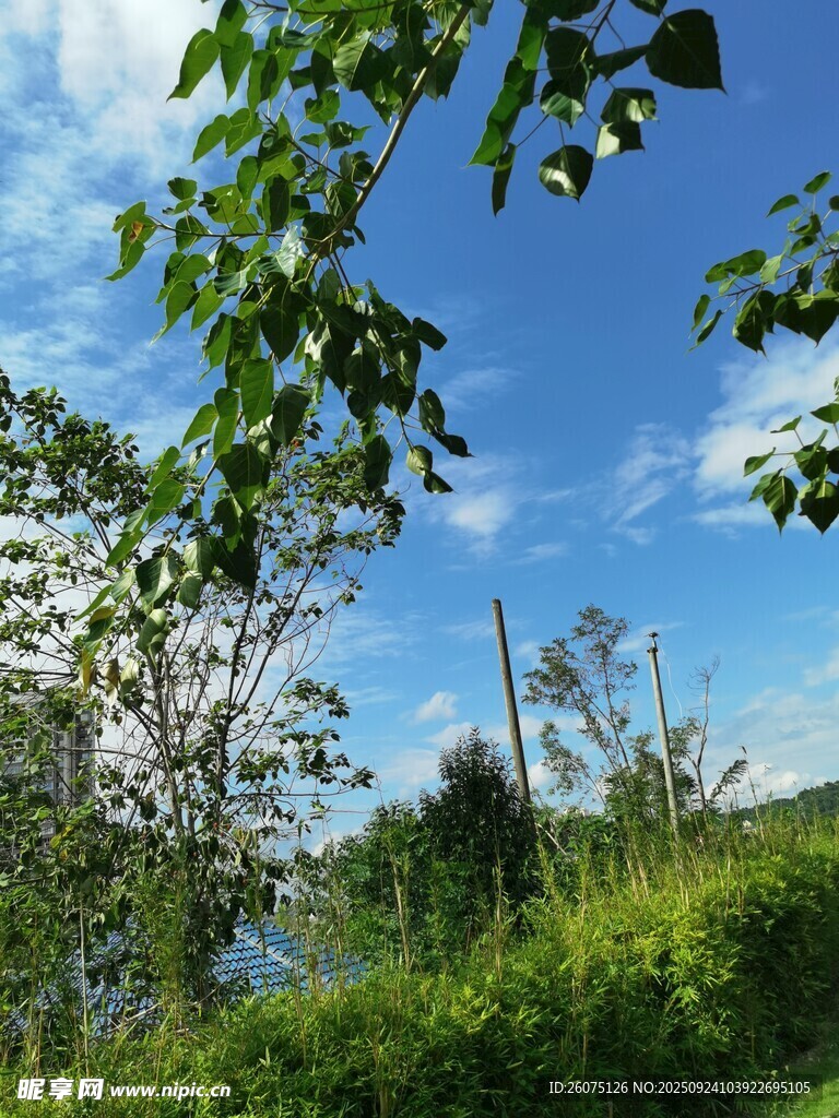 蓝天绿树间的自然景致