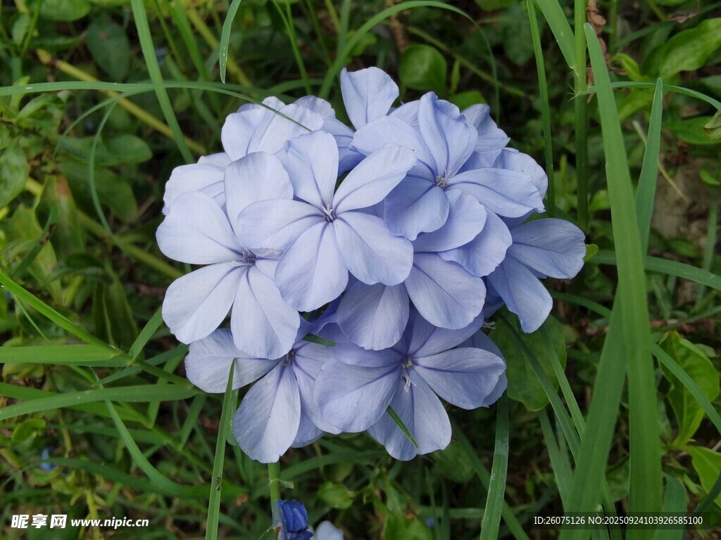 蓝紫色花朵绽放于绿草间