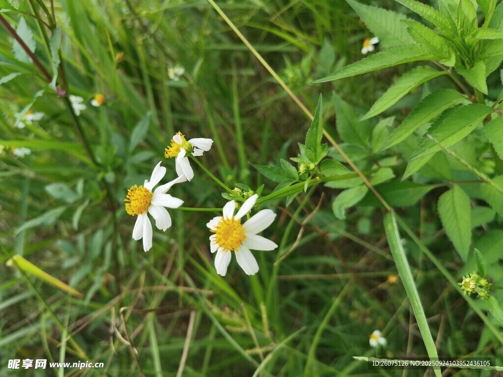 草丛中的白色小花