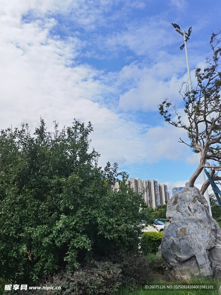 园林景致中的奇石与绿植