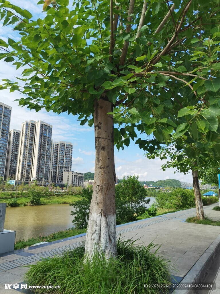 城市河畔绿树景观