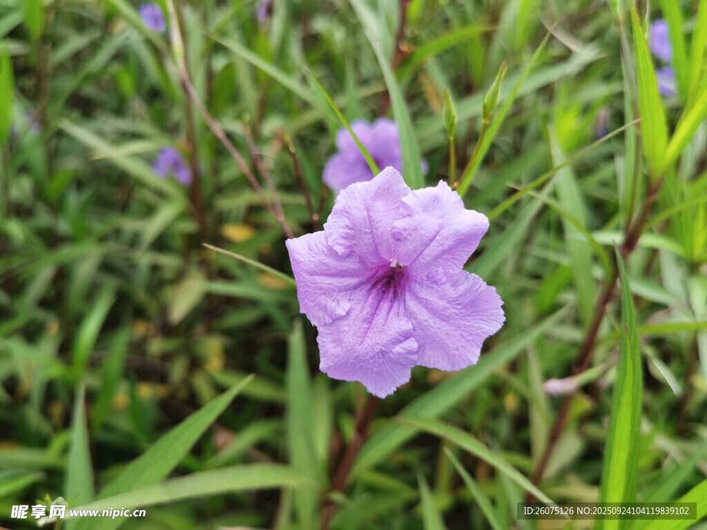 紫色小花绽放于草丛中