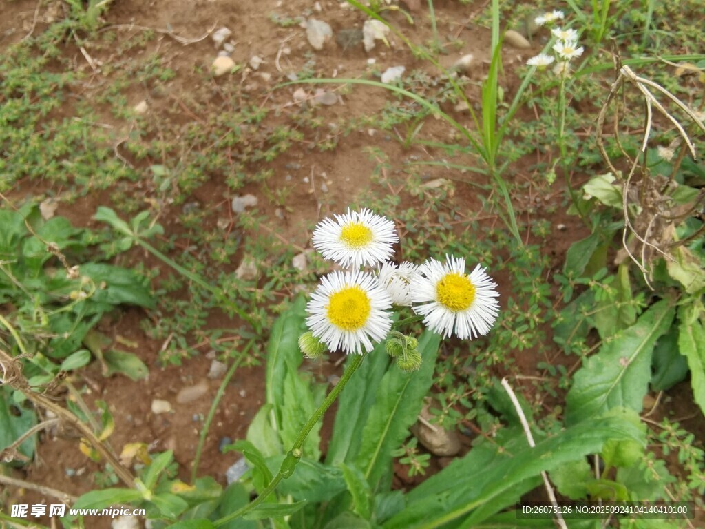草地上的三朵小白花