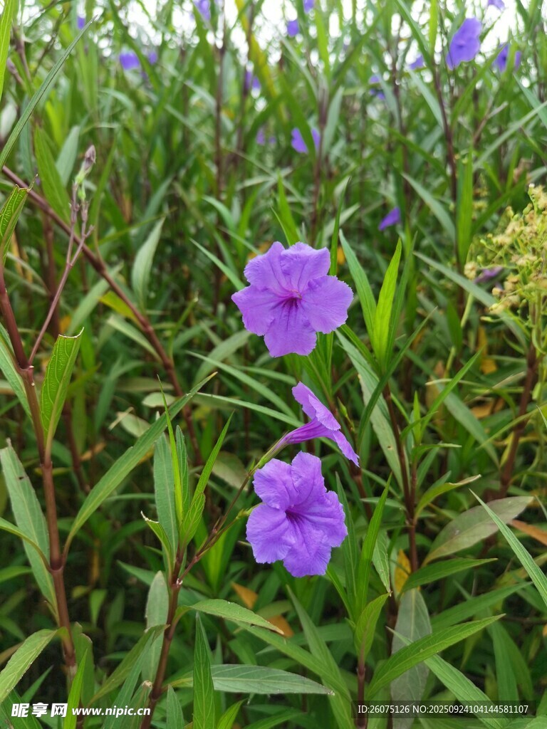 紫色野花绽放于草丛中