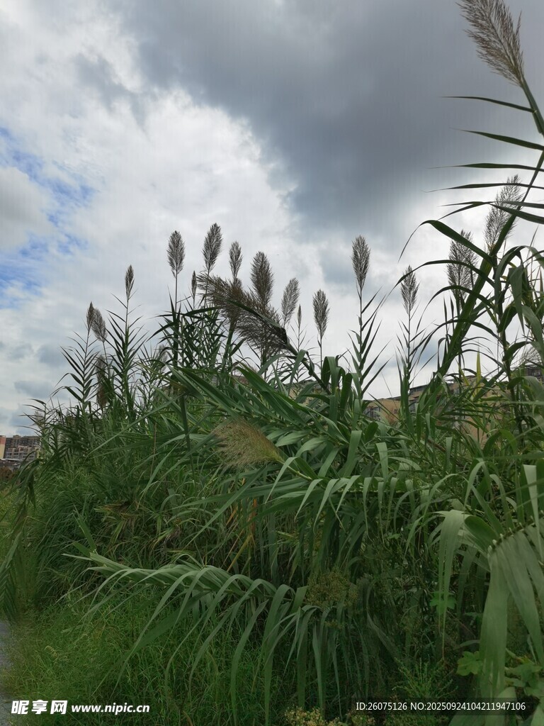 田野中的高大芦苇植物
