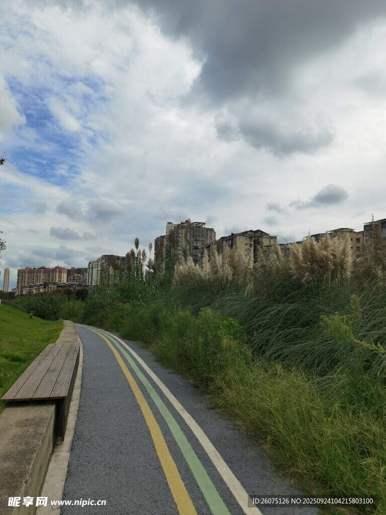 乡村公路旁的绿植与建筑