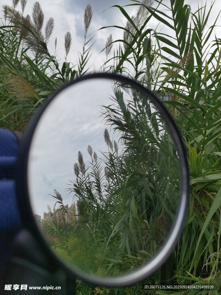 放大镜下的植物景象