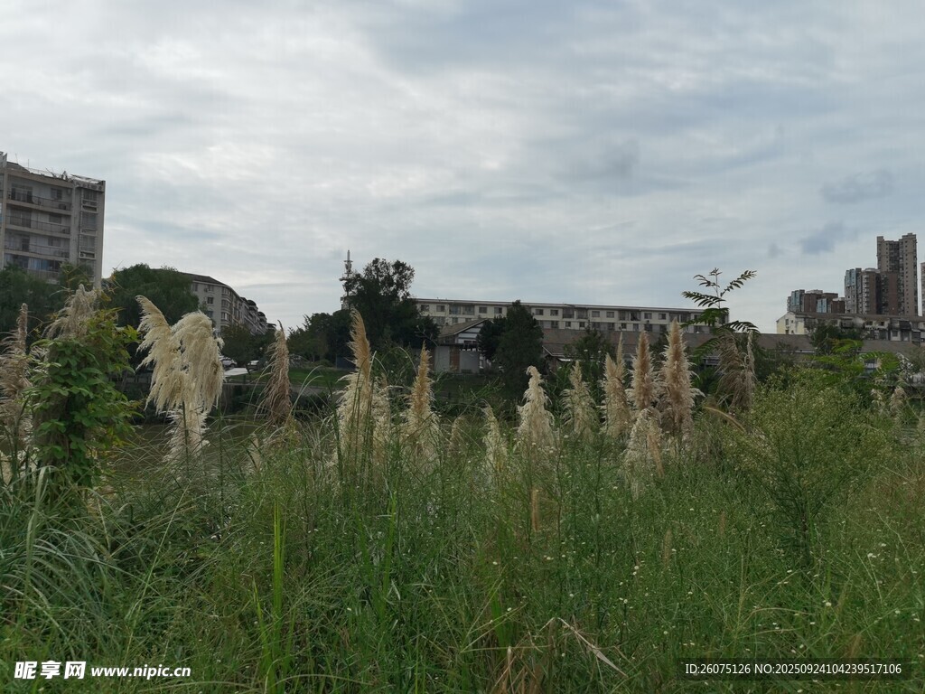 城市边的野草与高楼景象