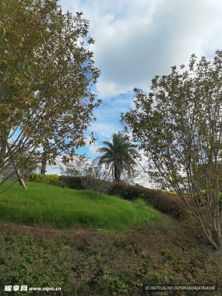 绿意盎然的户外自然景致