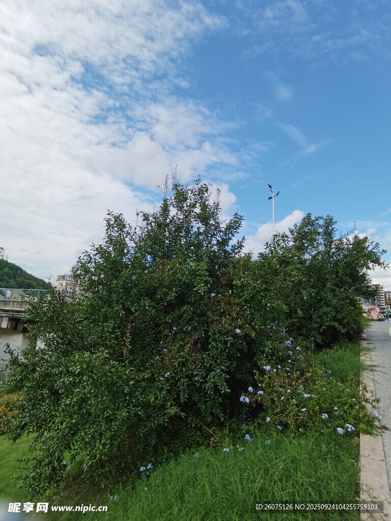 户外绿植景观