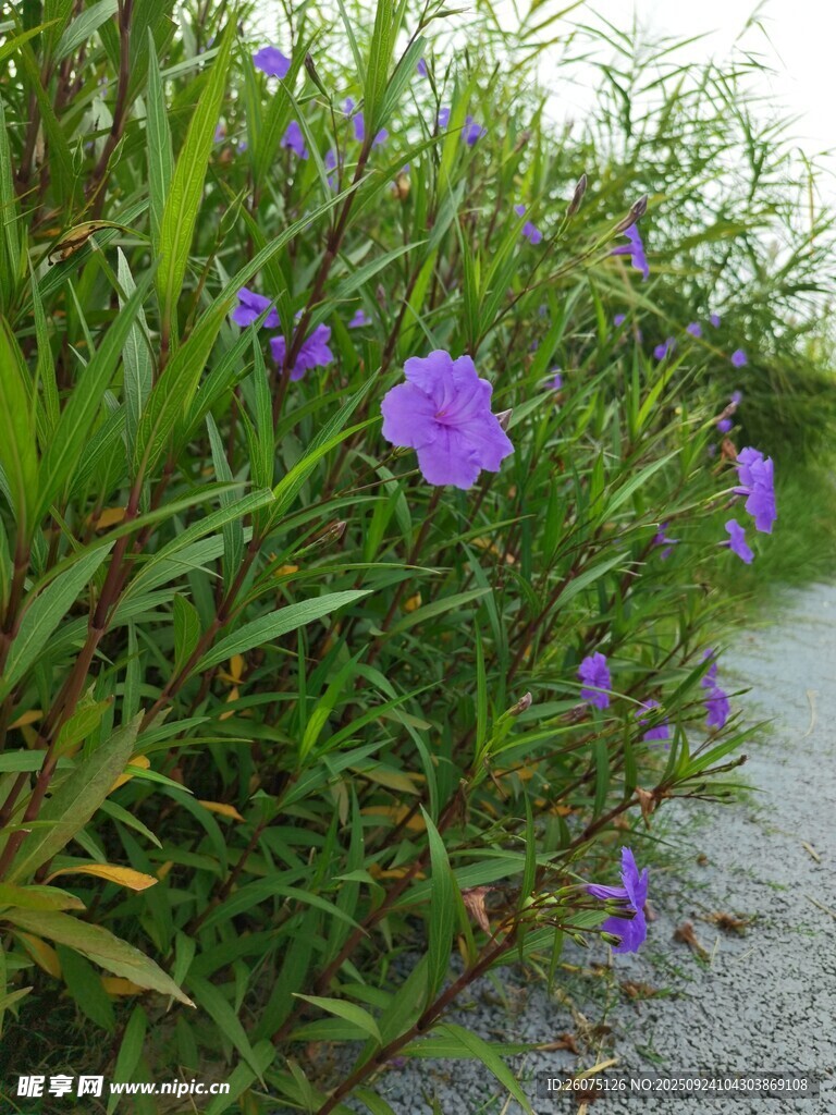 小径旁绽放的紫色野花