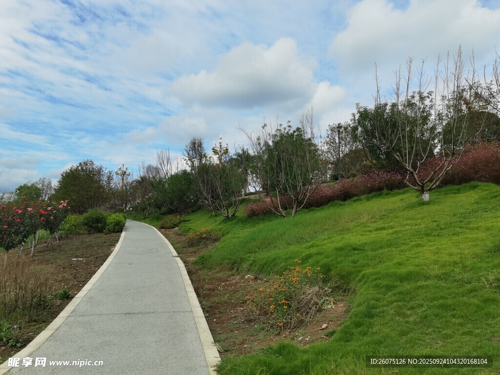 郊外蜿蜒小路旁的绿意风景