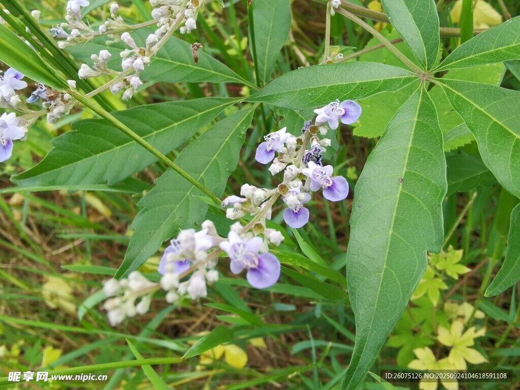 紫色小花与绿叶植物