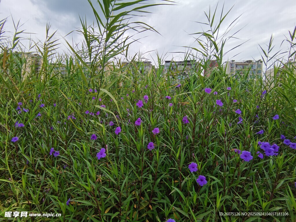 野外紫色花丛与绿植景观