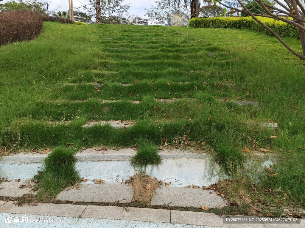 长满青草的石阶小路