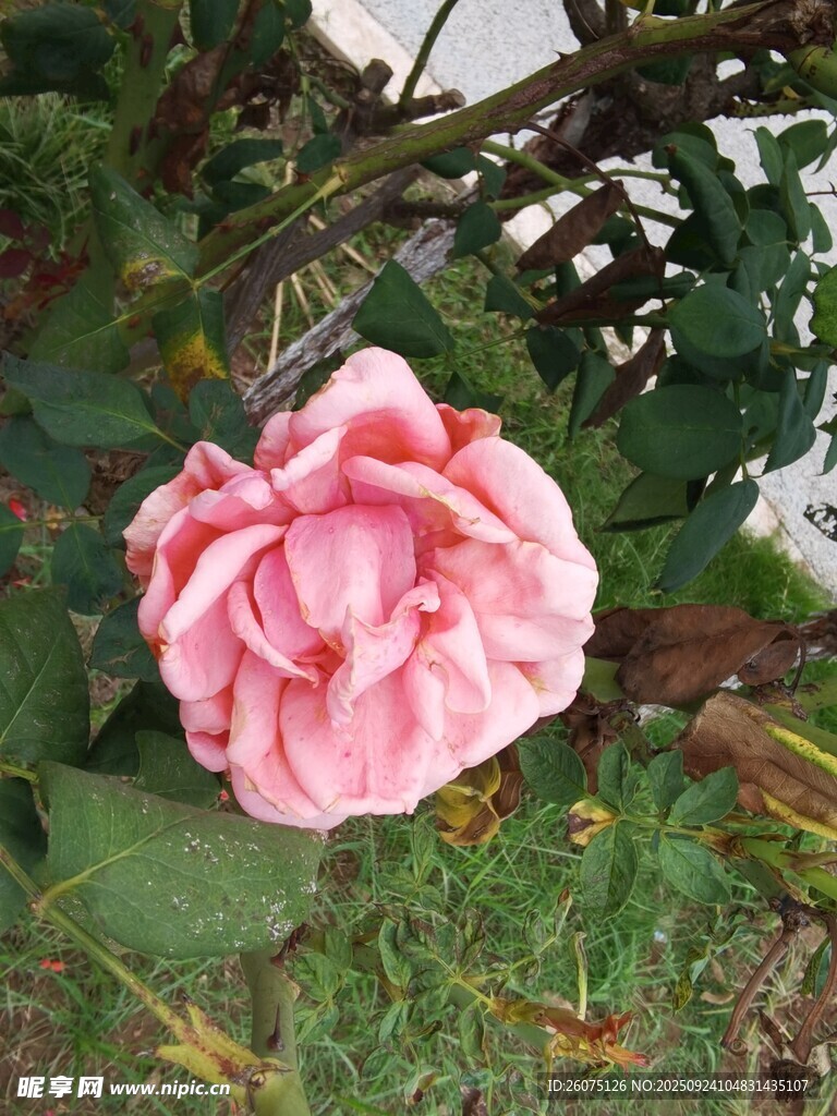 娇艳粉色月季花