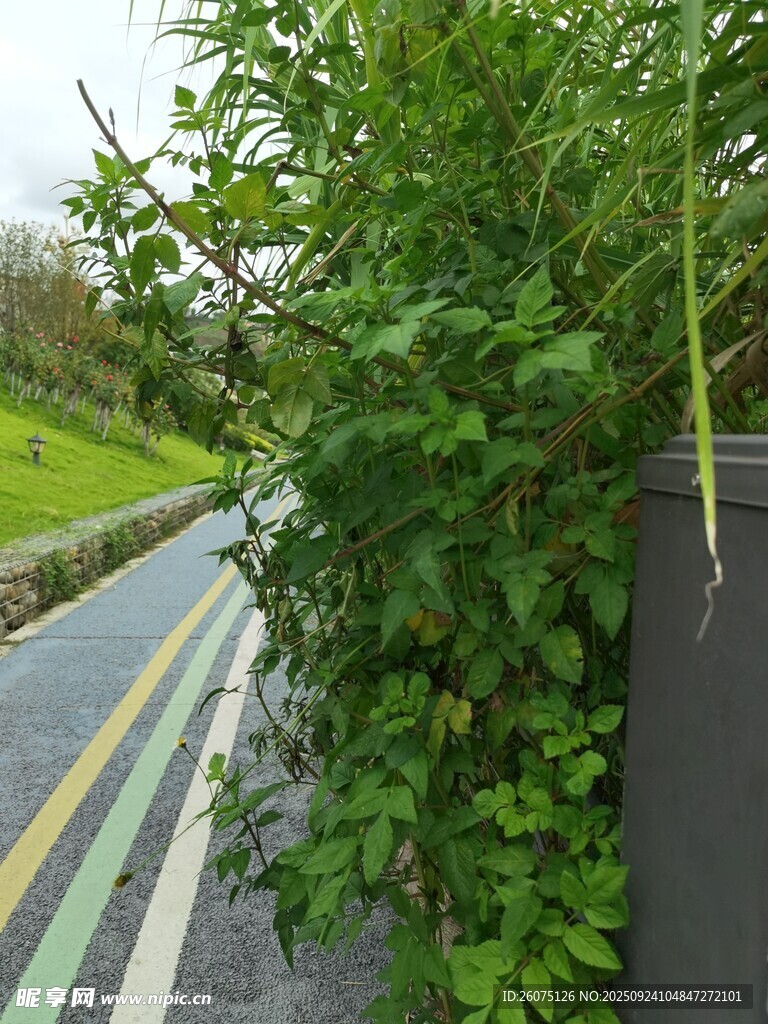 路边绿植缠绕围栏景象