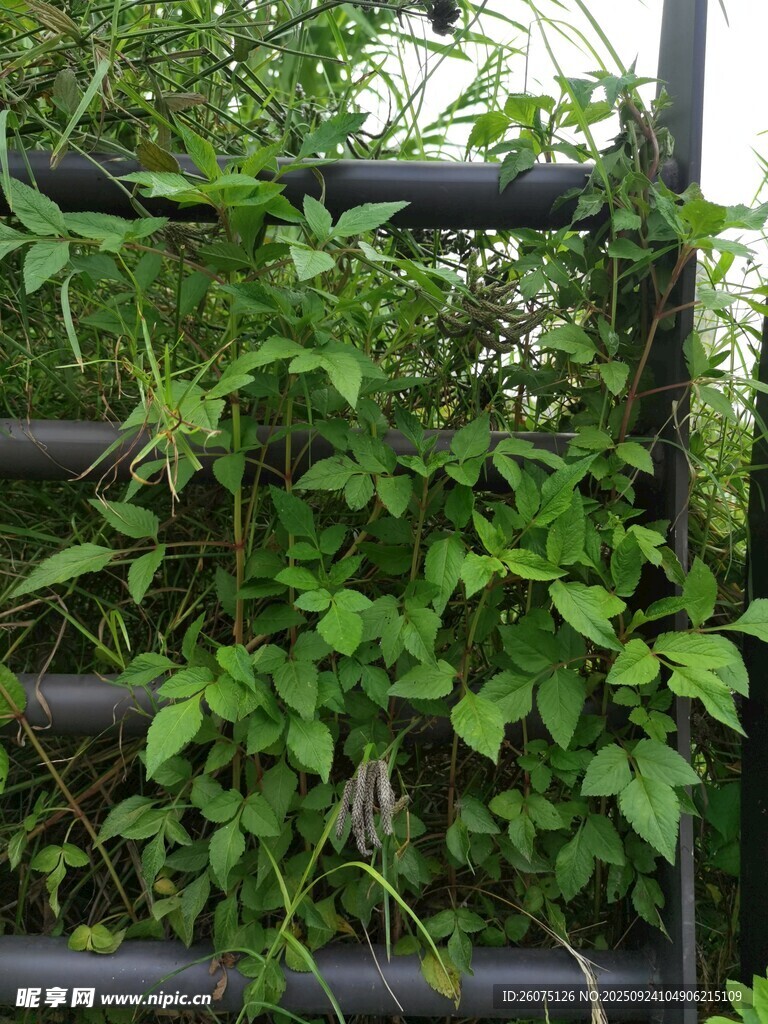 绿叶缠绕黑色管道景观