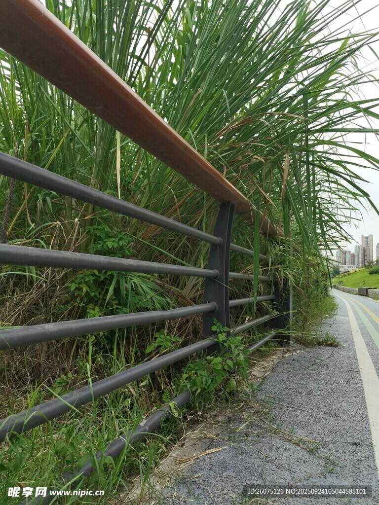 路边护栏旁的茂盛芦苇