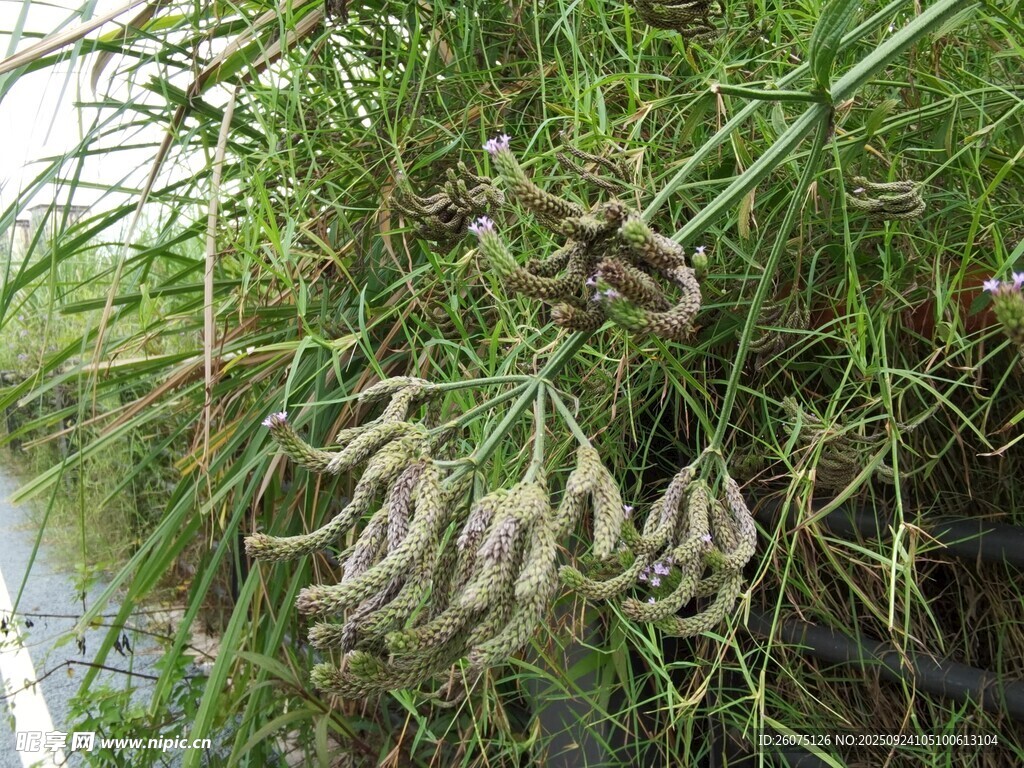 豆荚挂于繁茂植株间