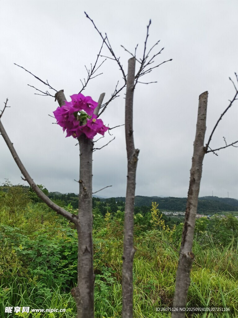 枯木上的艳丽紫花