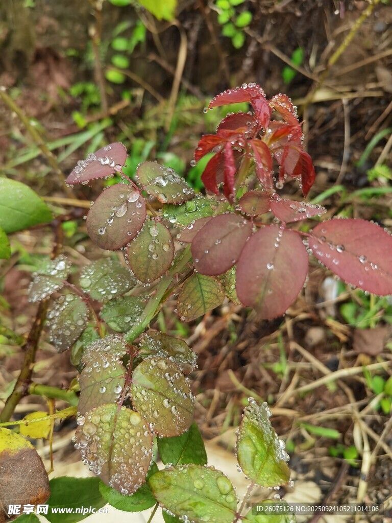 地面生长的多彩植物