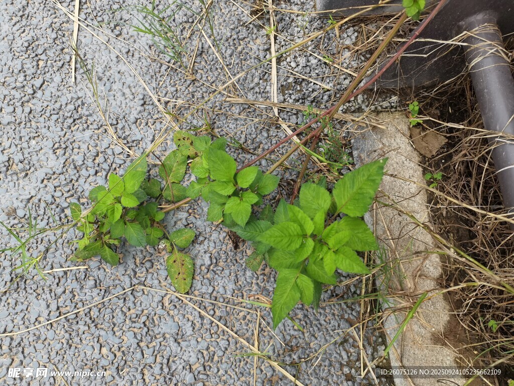 地面上的翠绿藤蔓植物