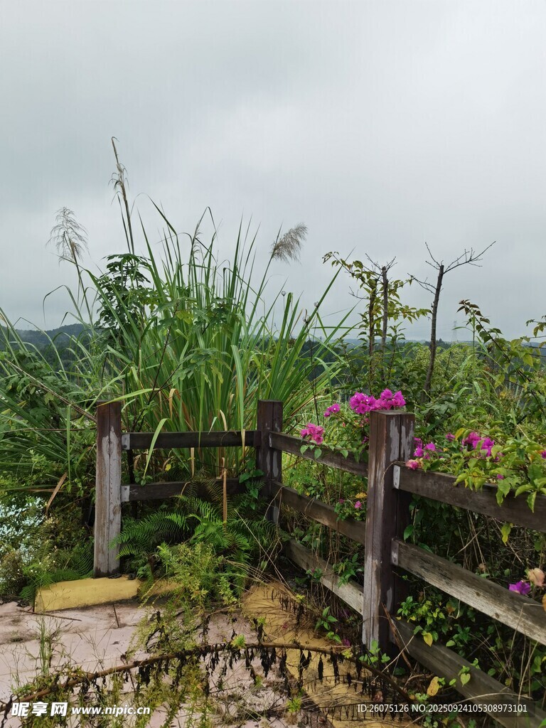 乡村木栏边的花草景致